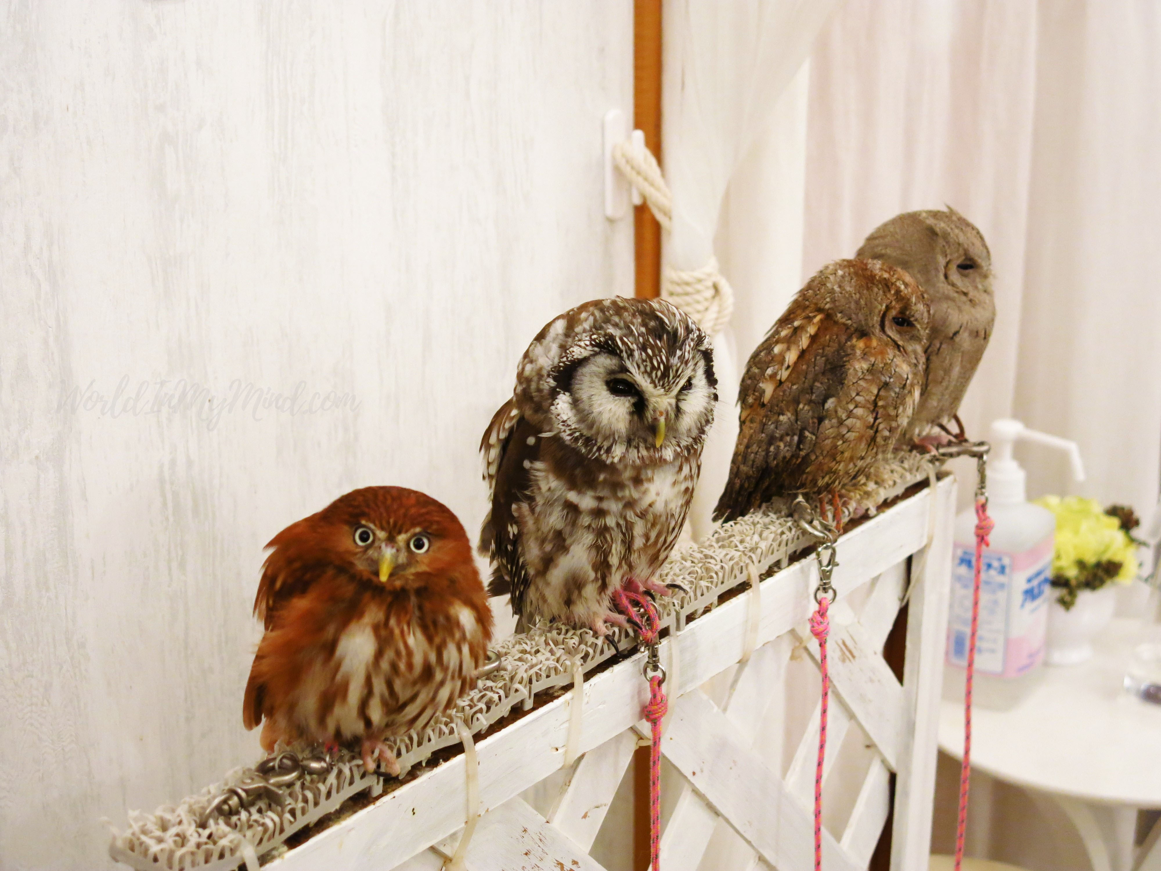 ARABIA アラビア ヘルヤ pollo owl フクロウ ふくろう 【公式通販】